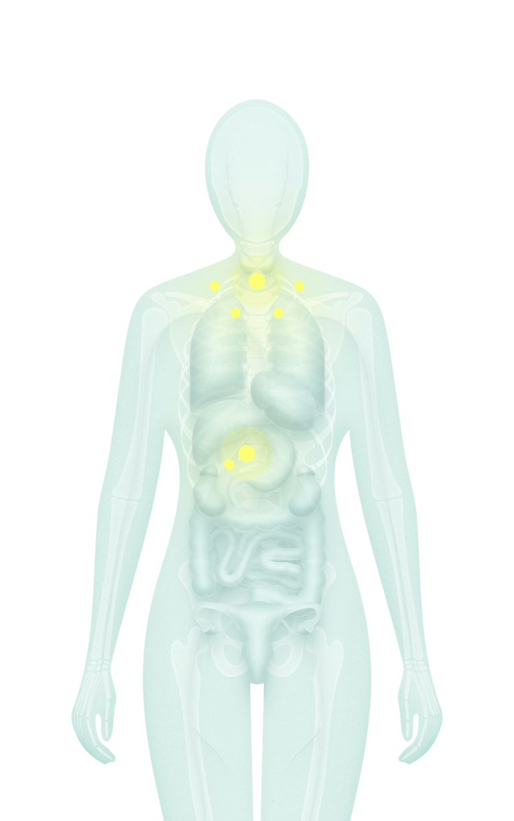 Metabolismo celular e energia dos folículos